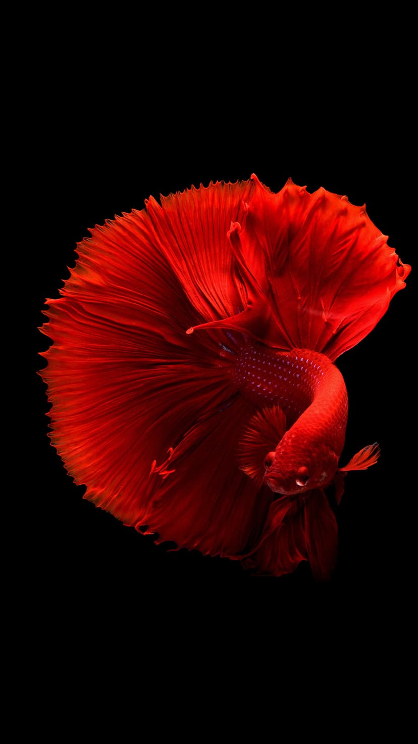 Red Betta fish with expansive, flowing fins swimming against a solid black background in a vertical view.