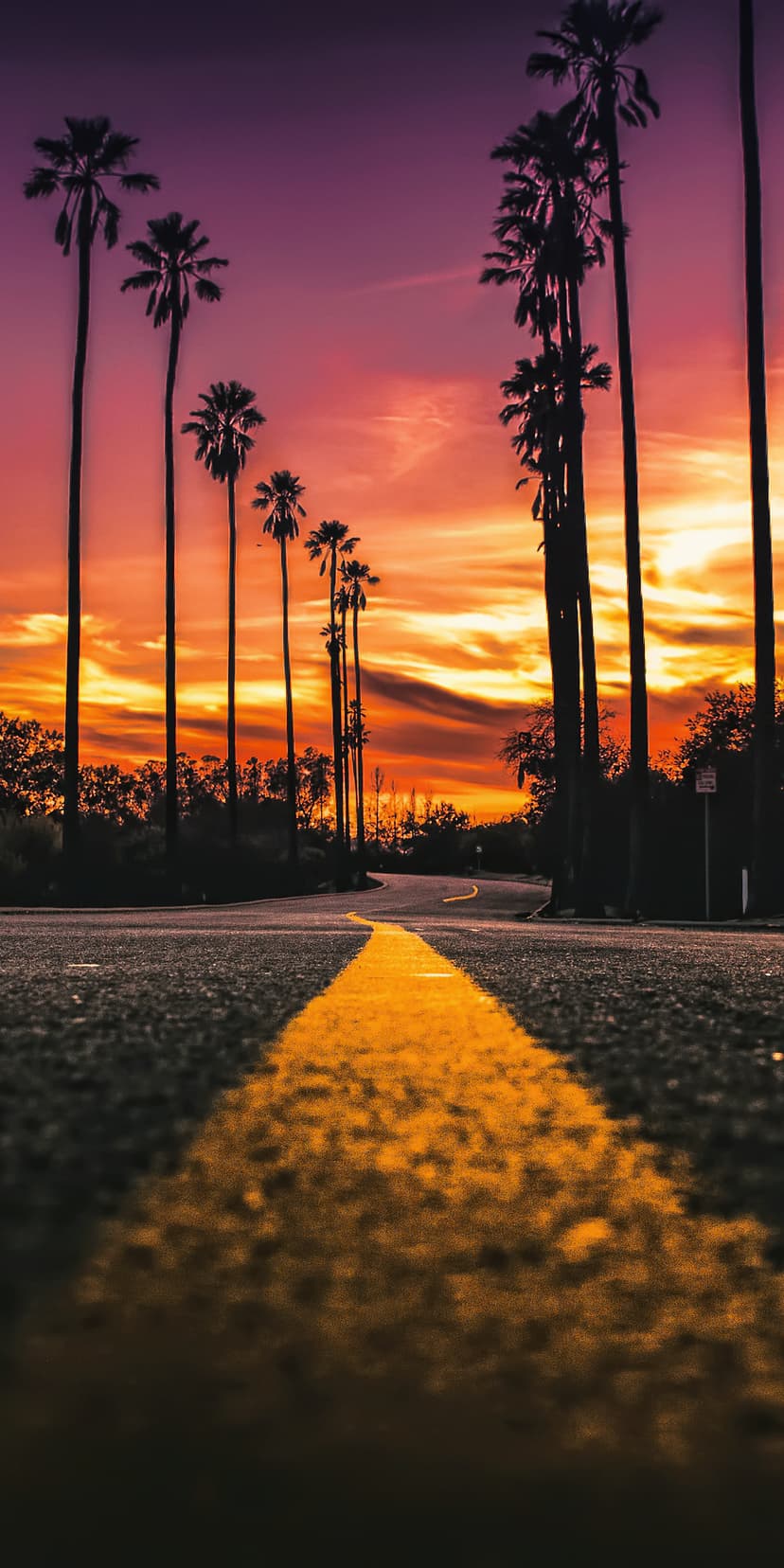 Asphalt road with a gold center line winds between tall palm silhouettes under a fiery orange and purple sunset.