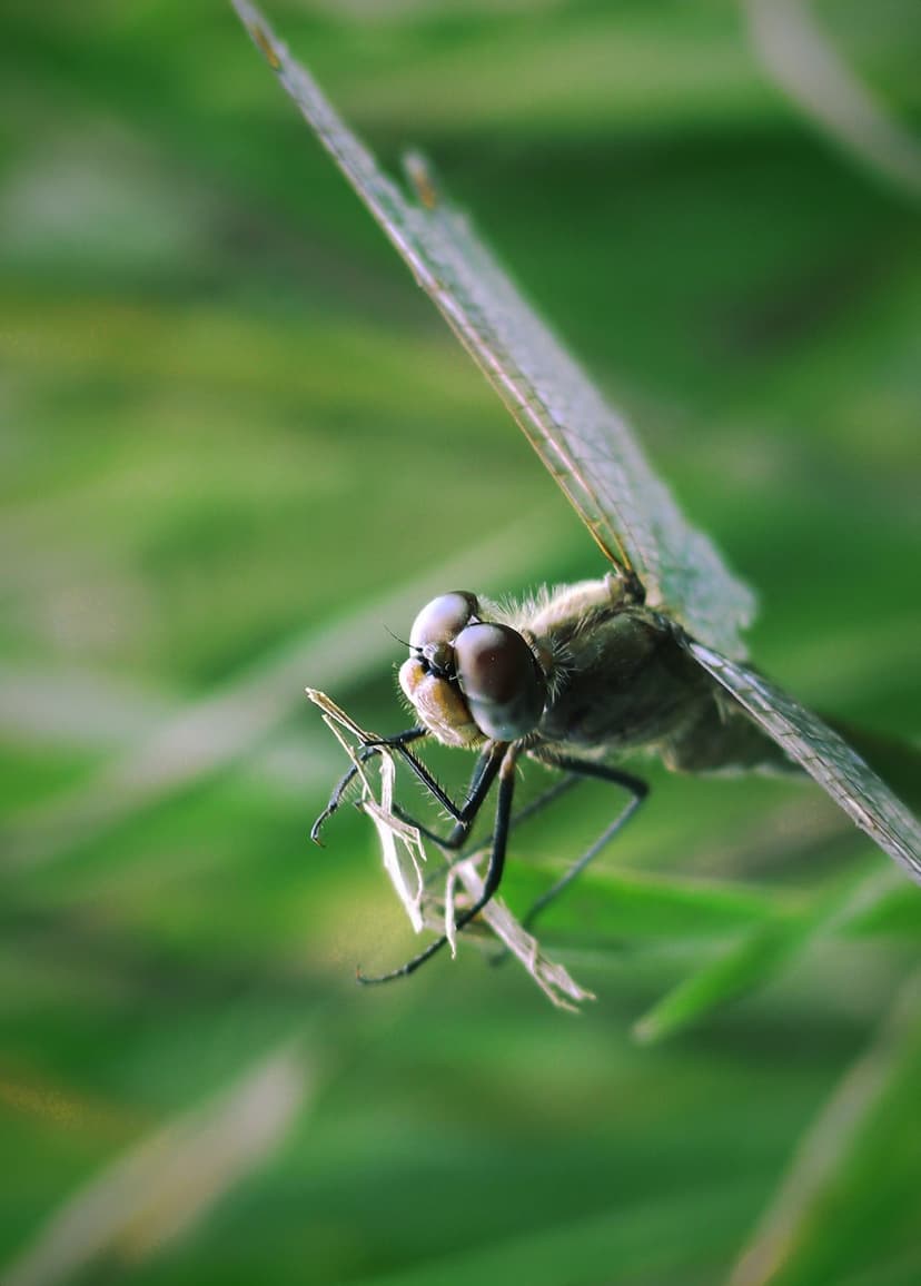 Dragonfly with iridescent eyes grips a grass blade against a soft green bokeh background in natural light.