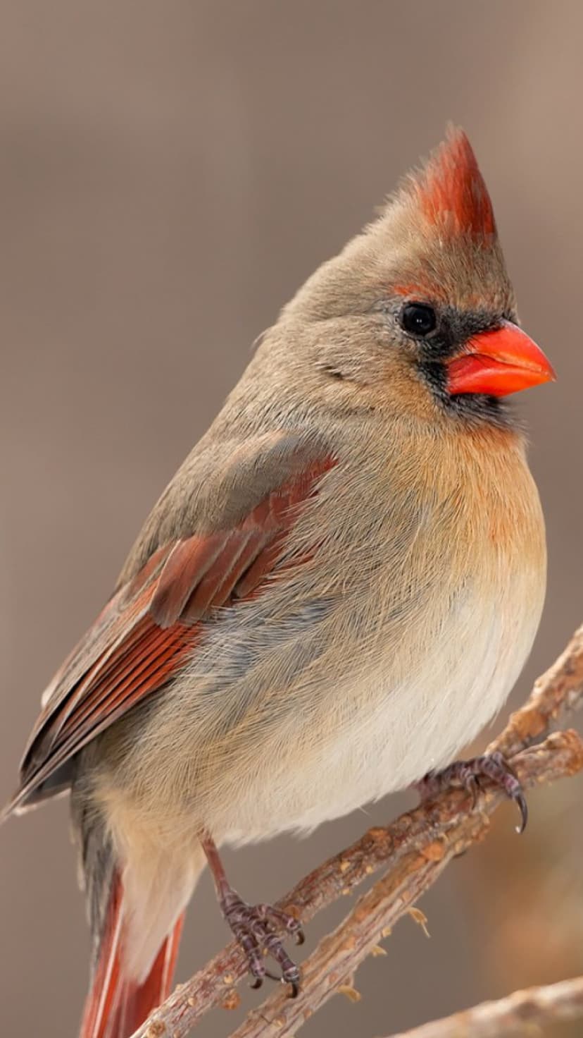 Female Northern Cardinal with a bright orange beak perches on a rough branch against a soft brown background.