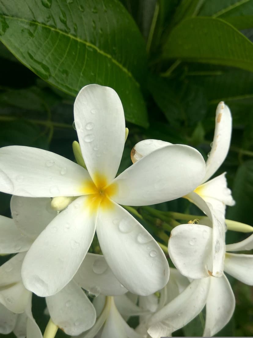 White Plumeria blossoms with yellow centers and glistening water droplets set against a soft green leaf background.