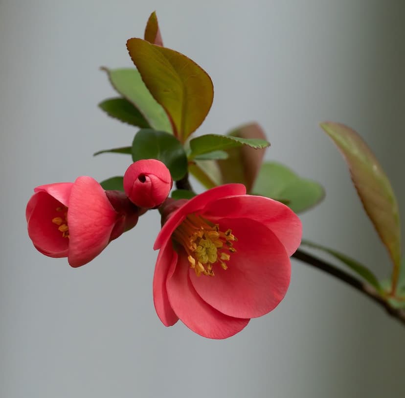 Pink quince flowers with yellow stamens and green leaves bloom against a soft grey out-of-focus background.