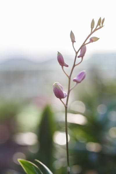Pink Orchid Buds Emerging in Soft Morning Backdrop