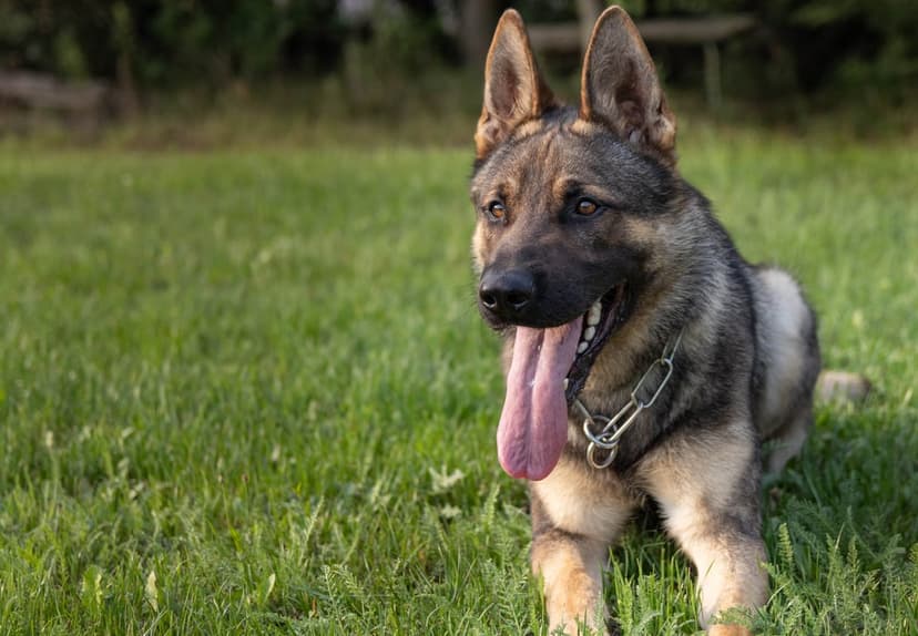 German Shepherd dog lying on green grass with its tongue out and pointed ears against a blurred background.