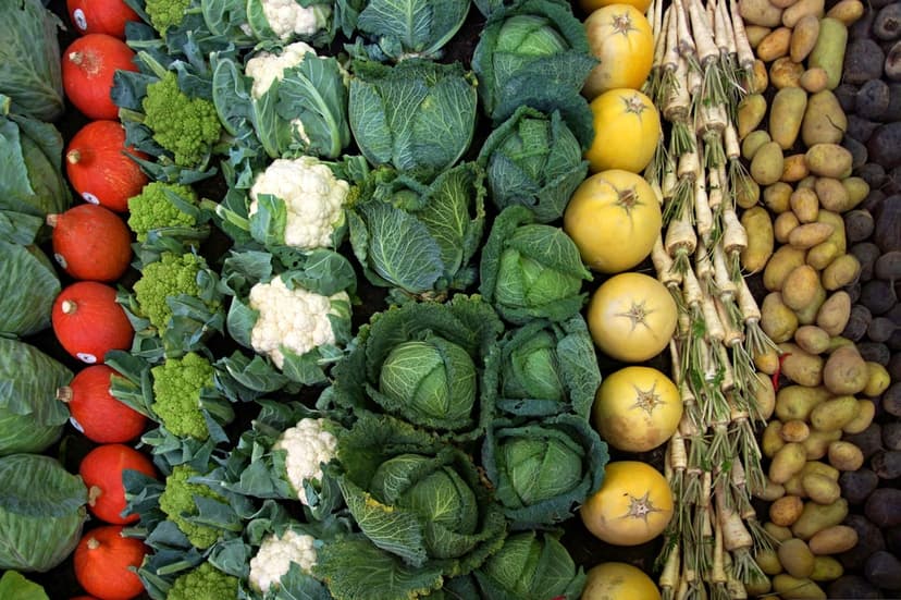 Fresh tomatoes, broccoli, and cabbages arranged in vertical rows for a colorful top-down garden harvest view.