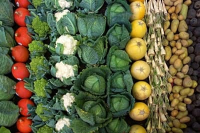 Abundant Variety of Fresh Organic Vegetables
