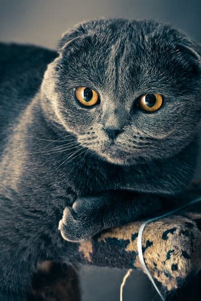 Majestic Scottish Fold Cat with Golden Eyes