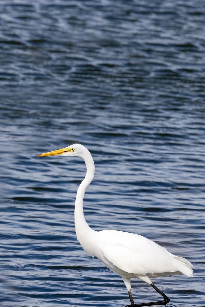Great Egret with a curved neck and yellow beak stands in deep blue rippling water during the day.