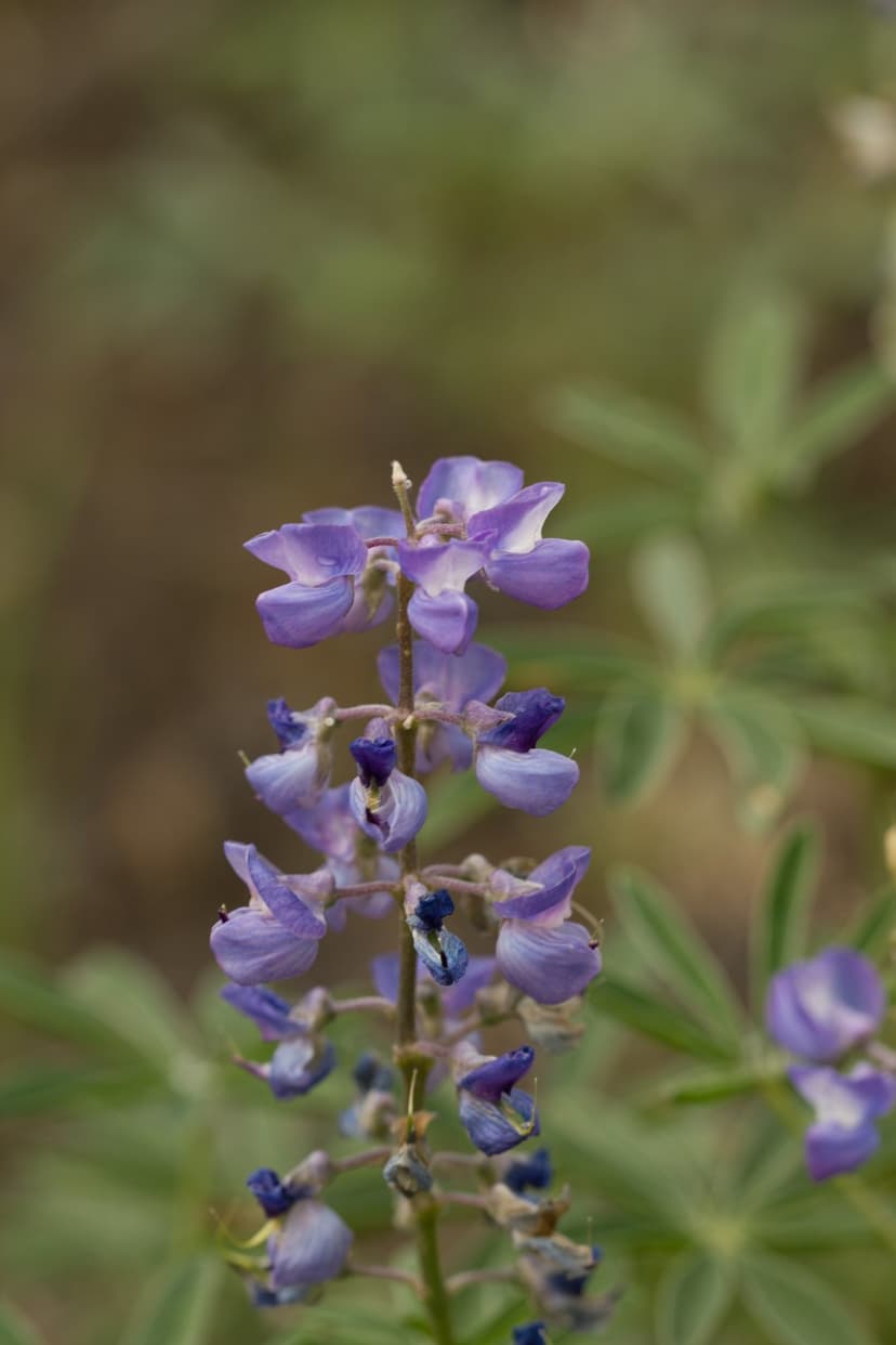 Purple lupine flower spikes bloom with soft focus petals against a blurred green and brown meadow background.