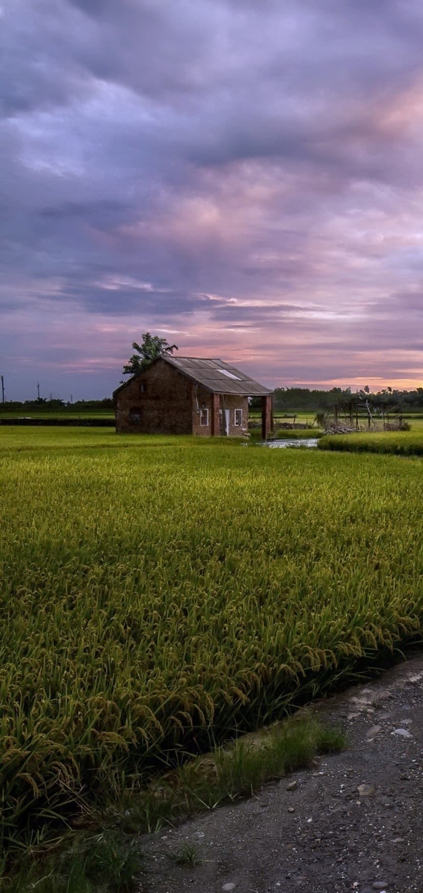 Weathered brick cottage and lone tree in a golden rice field at sunset under a purple and orange twilight sky.