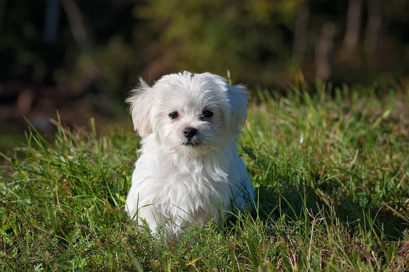 White Maltese puppy sits in tall green grass with a soft sunlight bokeh background during a bright day.
