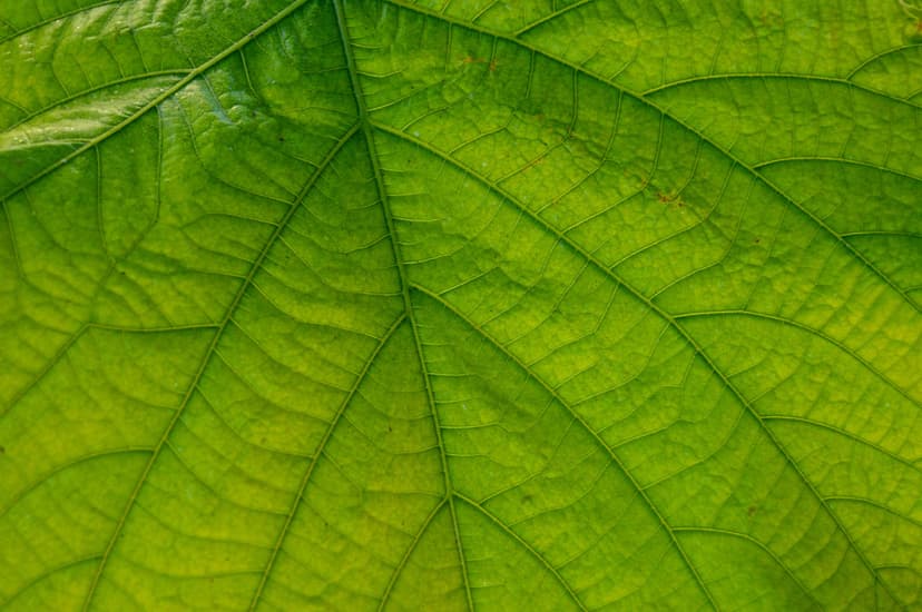 Green leaf veins show intricate cellular patterns and translucent organic textures in a tight macro view.