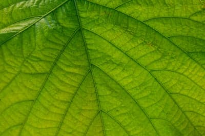 Close-up Macro of Green Leaf Veins and Texture