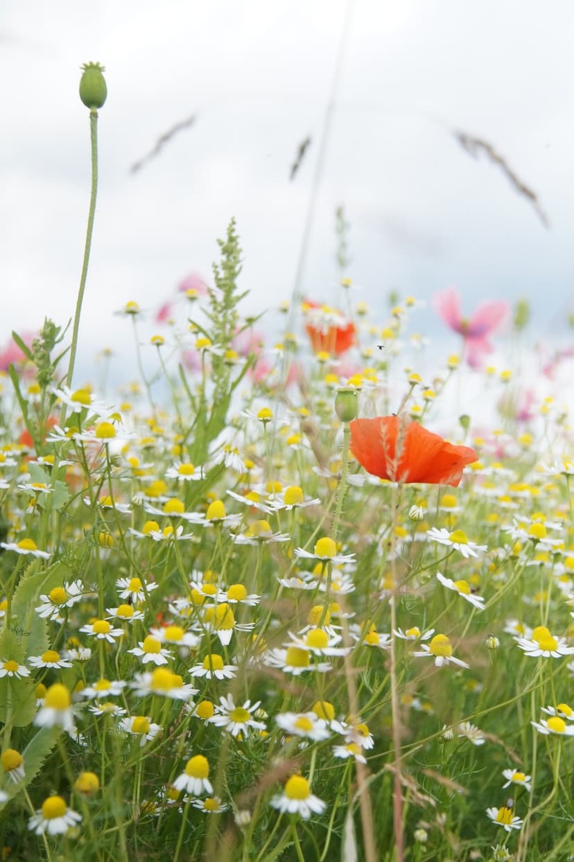 Red poppies and white daisies grow in a tall grass field against a soft, hazy horizon with a gentle sky.