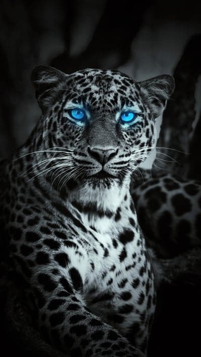 Electric Gaze - The Blue-Eyed Leopard