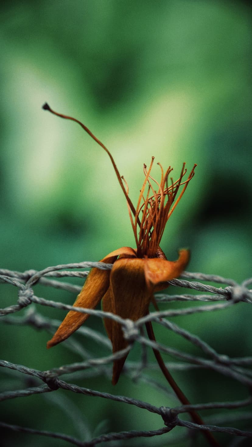 Withered orange flower petals caught in a rough wire mesh fence against a soft green blurred background.
