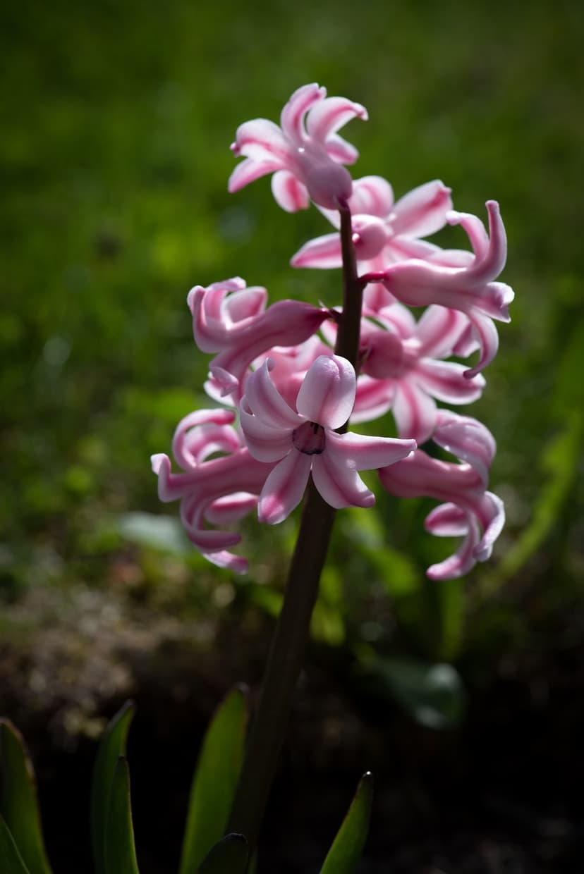 Pink hyacinth flower with white stripes on petals stands against a blurred green garden in bright sunlight.