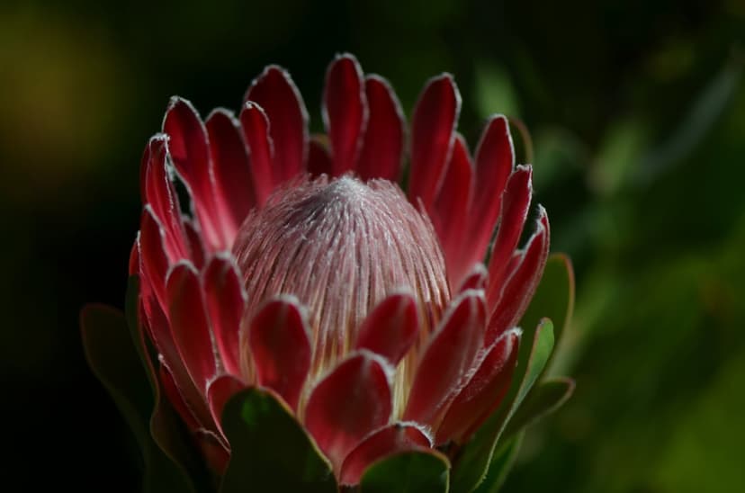 Red King Protea flower with white fuzzy edges and a light center opens against a dark, blurred background.