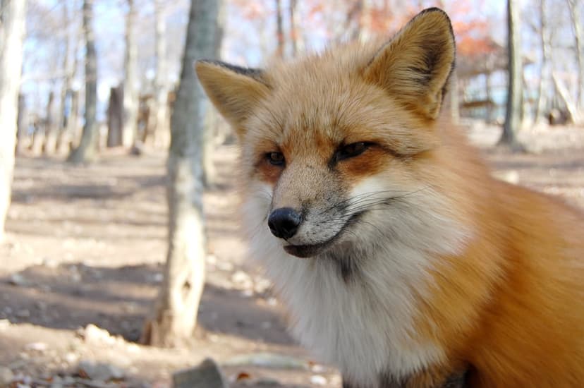 Red fox with orange fur and amber eyes sits in a sunlit forest with a blurred background of bare winter trees.