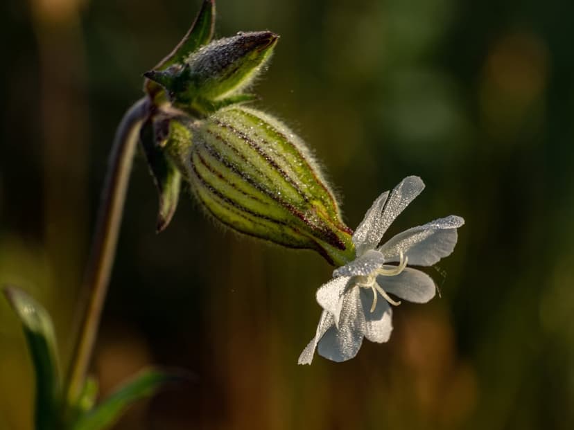 White flower petals and a green bud covered in glistening water droplets against a blurred garden background.