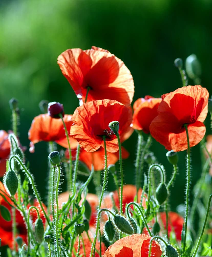 Red poppy flowers with translucent petals and fuzzy green stems against a blurred meadow background in sunlight.
