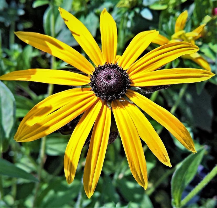 Yellow black-eyed susan petals radiate from a dark textured center against a blurred green leaf background.