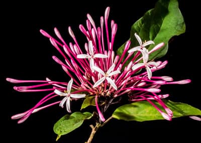 White Star Ixora Flowers and Pink Buds Mobile Background