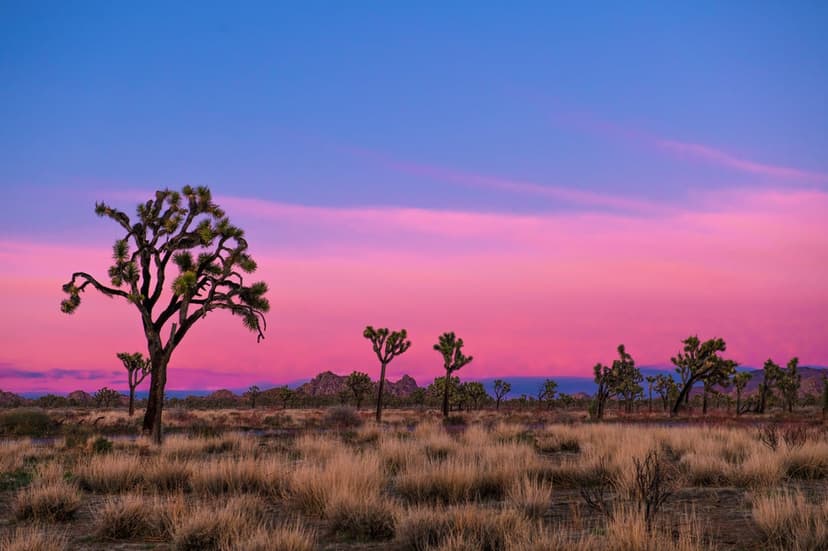 Joshua trees silhouetted against a pink and blue gradient sunset sky above golden desert grass and rocky terrain.