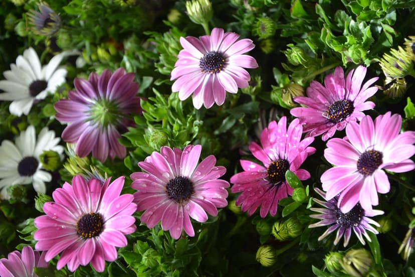 Pink and white daisies with dark centers thrive among green leaves in a close-up botanical garden view.