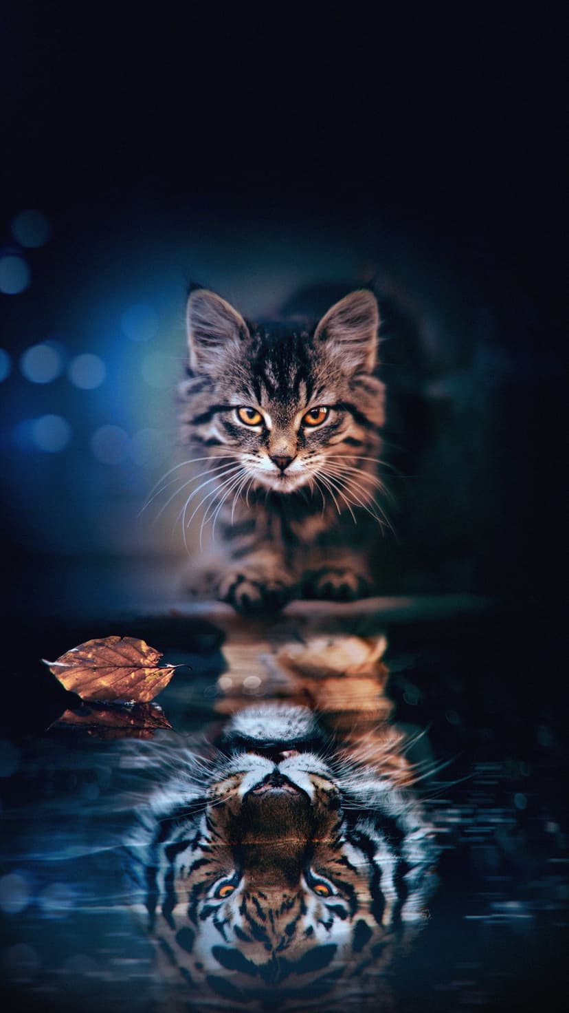 Tabby cat stares at its tiger reflection in dark rippling water featuring a single leaf and blue bokeh lights.