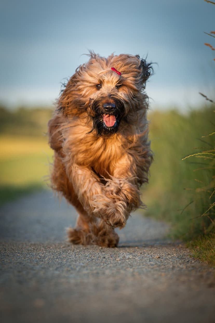 Briard dog with long tan fur and a red bow sprints down a gravel path with its tongue out in the sunshine.