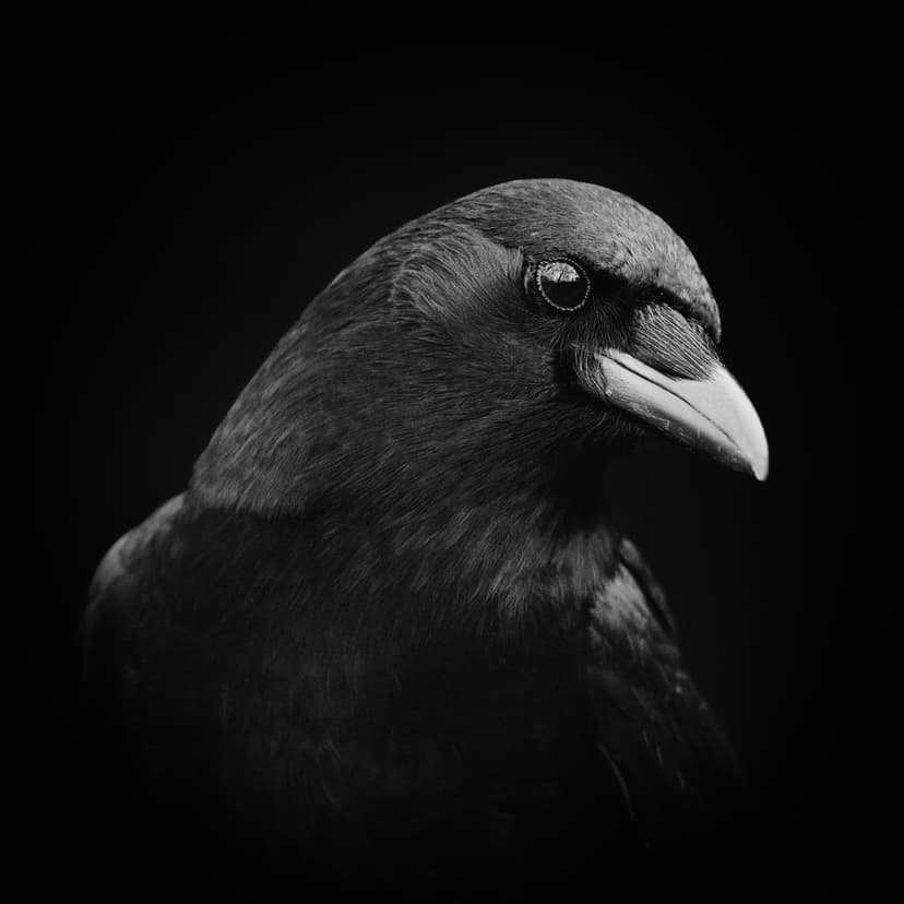 Raven profile shows detailed black feathers and a sharp beak against a dark background for mobile accessibility.