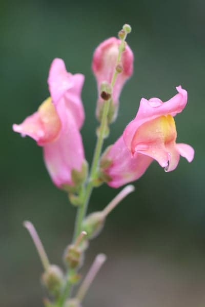 Pink Snapdragon Dewdrops Vertical Floral Mobile Wallpaper