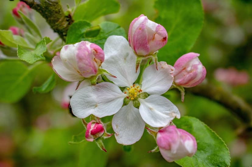 White apple blossoms with pink-tipped petals bloom among green leaves and buds in a soft focus spring garden.