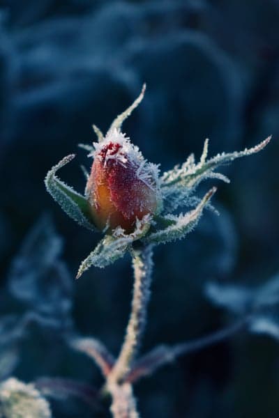 Frozen rose bud covered in delicate frost crystals