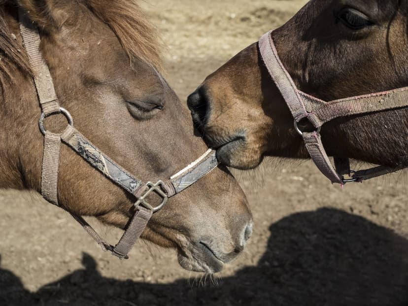 Two brown horses nuzzle noses while wearing leather halters, illuminated by soft sunlight in a rustic setting.