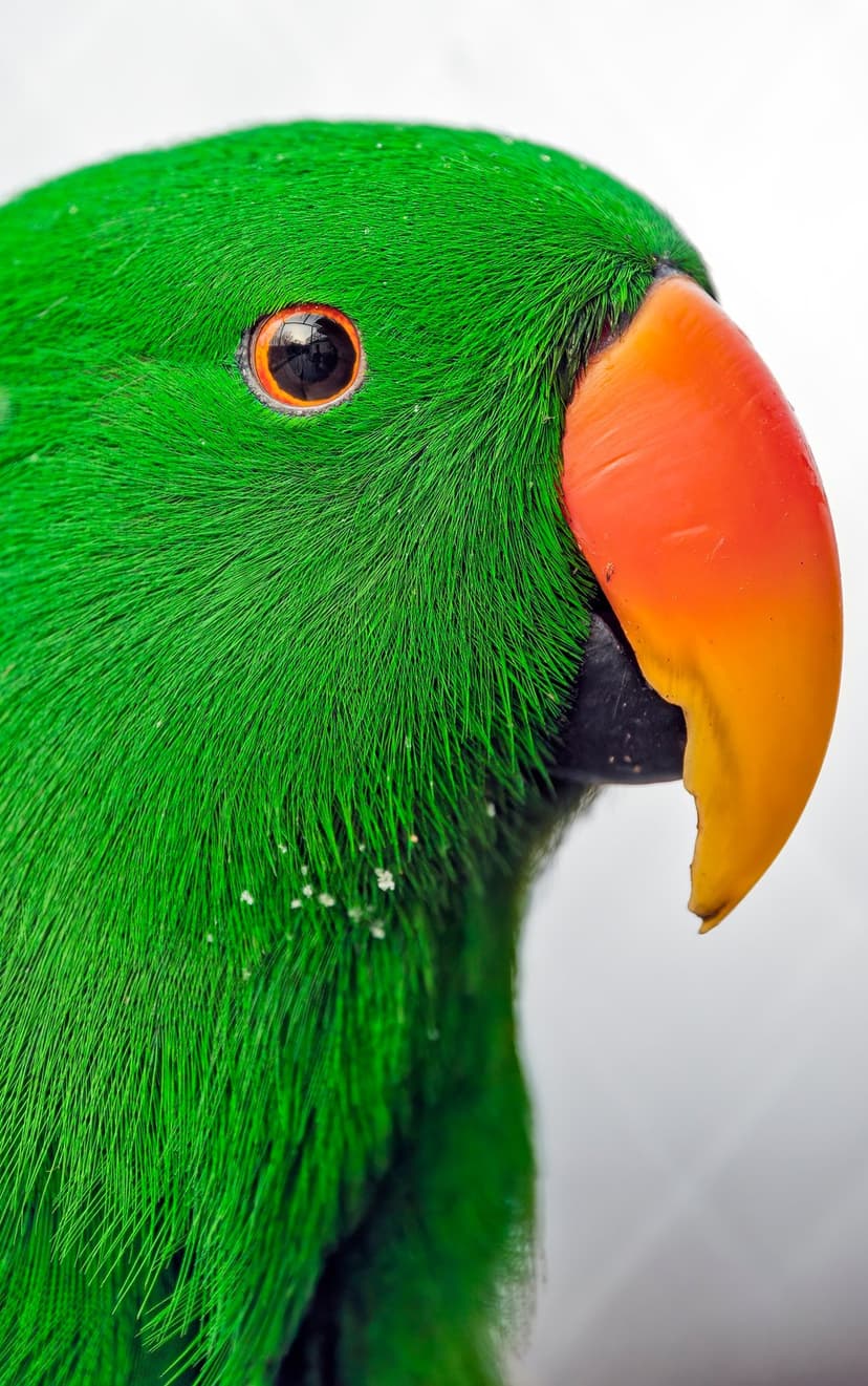Green Eclectus parrot features a large orange beak and a sharp eye surrounded by detailed emerald feathers.
