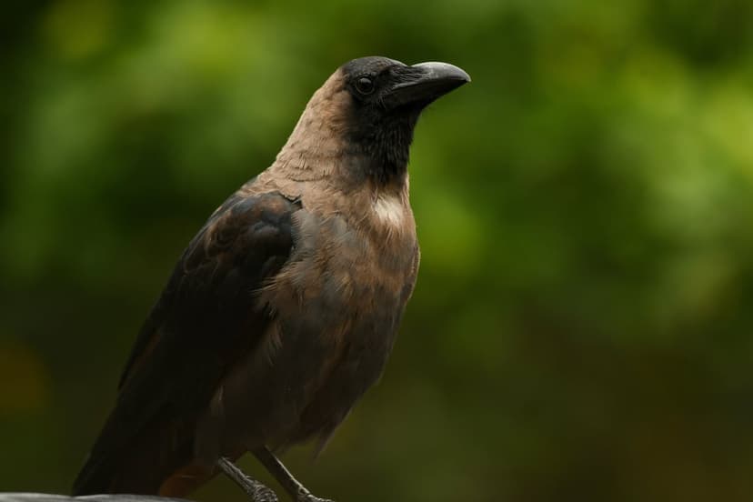 Crow with black and brown feathers perched against a soft green foliage background, looking to the right.