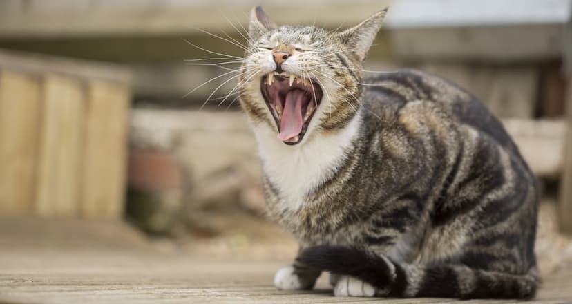 Tabby cat yawning wide showing sharp teeth and a pink tongue while sitting on a light brown wooden deck outdoors.