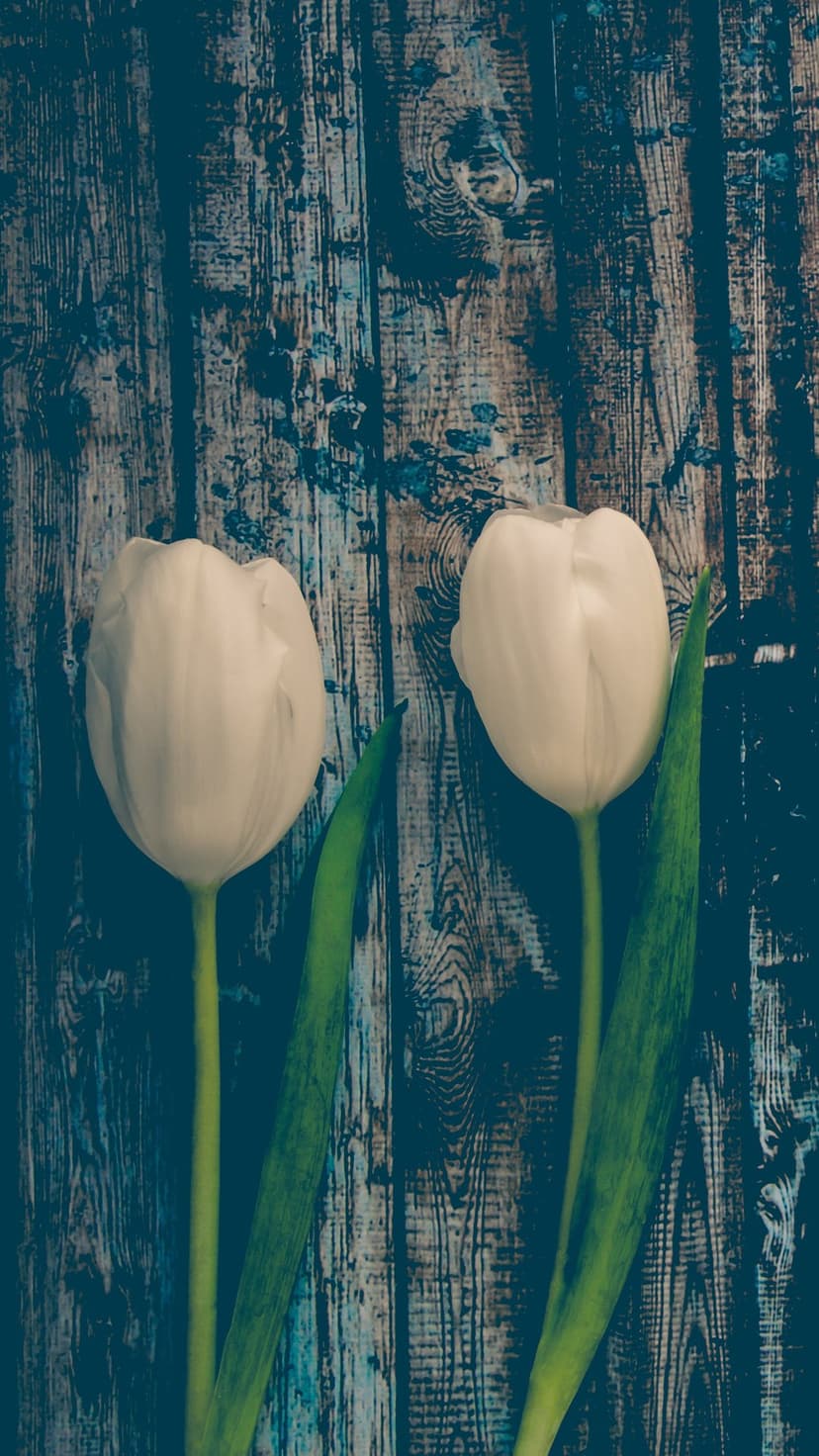 Two white tulips with green stems rest against a rustic teal-colored wooden plank background with visible grain.