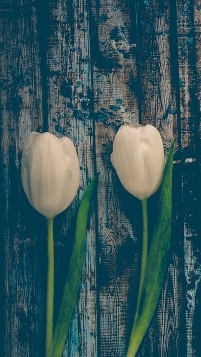 Double Bloom - White Tulips on Wood