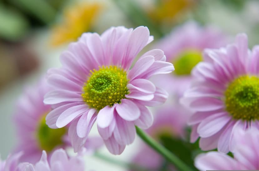 Pink chrysanthemum petals surround lime green centers in a soft-focus macro shot with blurred yellow highlights.