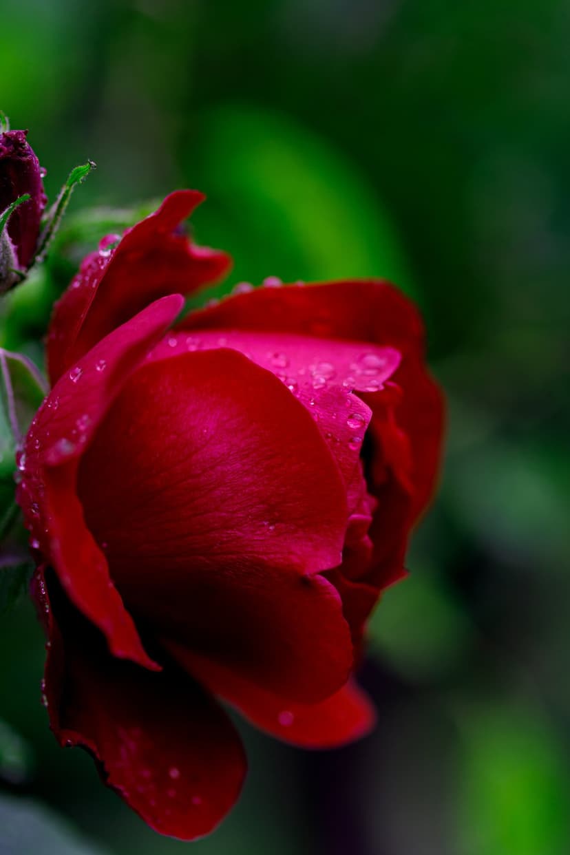 Crimson rose petals glistening with water droplets against a blurred green background in a vertical close-up.