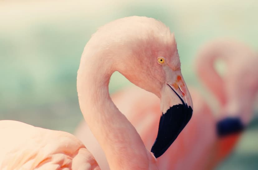 Pink flamingo head with a bright yellow eye and black-tipped beak positioned against a soft-focus background.