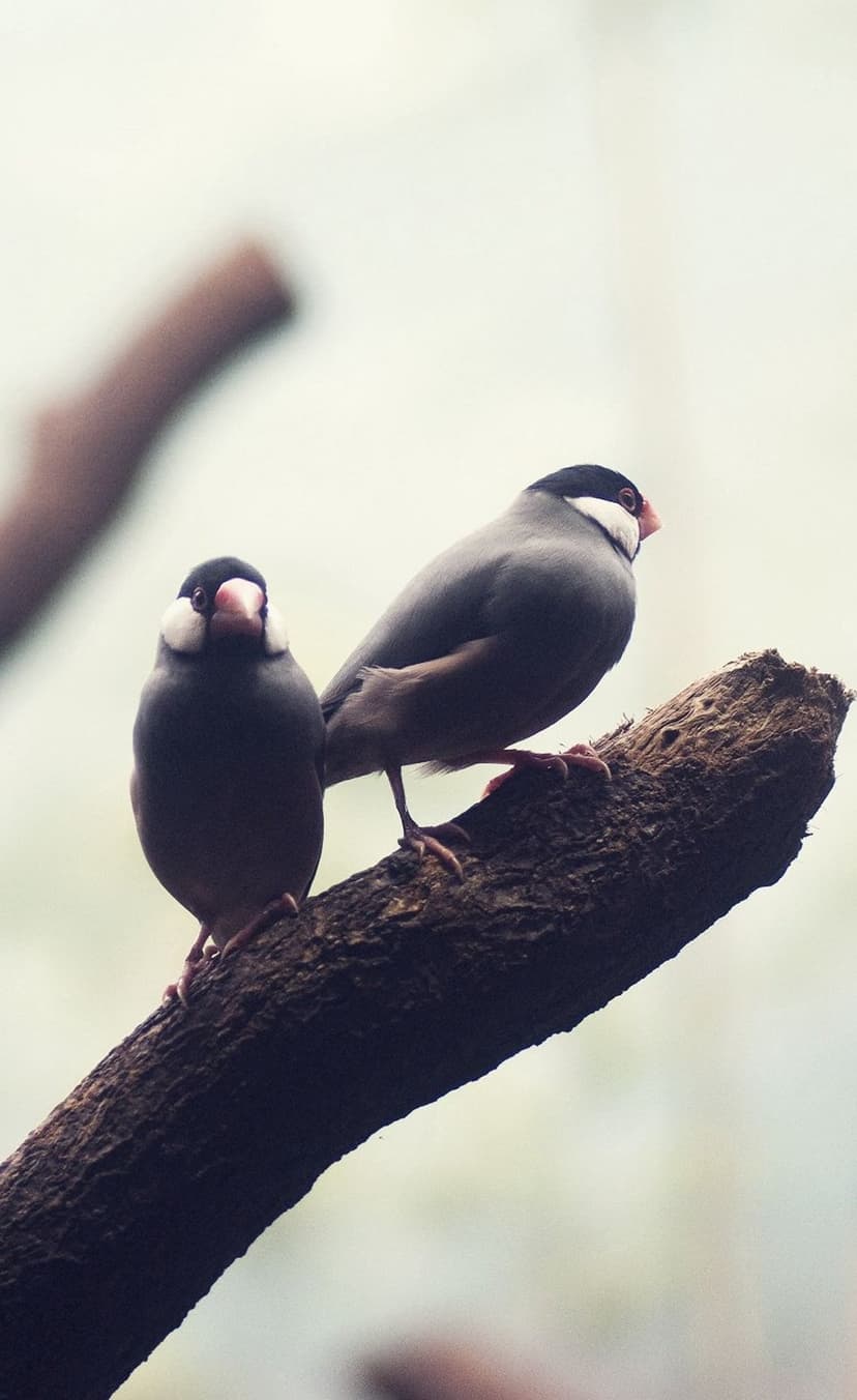Two Java Sparrows with pink beaks and black heads sit on a rough tree branch against a blurred beige background.