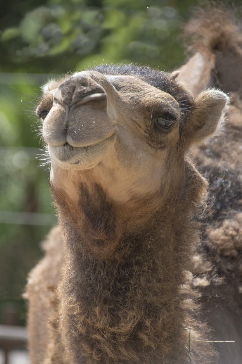 Camel face with soft beige fur and large dark eyes looking forward against a lush blurred green garden background.