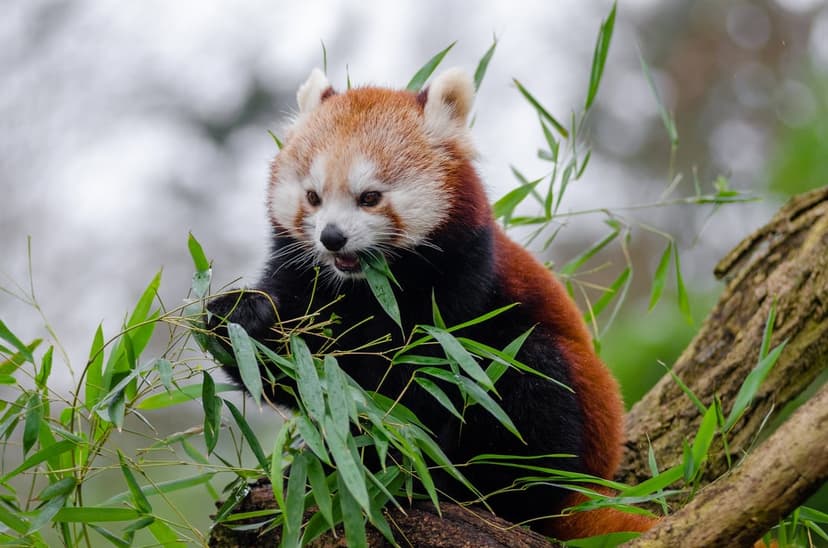 Red panda with auburn fur eats green bamboo leaves while resting on a textured tree branch in a forest.