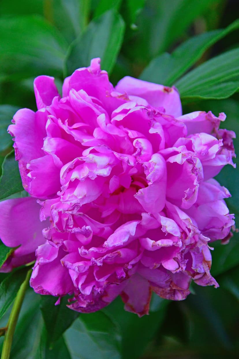 Pink peony flower with layered ruffled petals surrounded by dark green foliage in soft outdoor lighting.