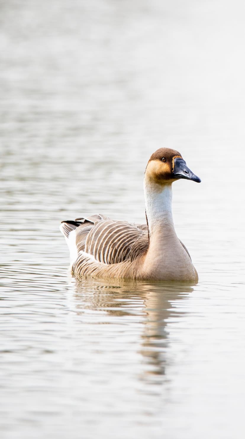 Swan goose with brown and white feathers floating on calm lake water with gentle ripples and soft reflections.