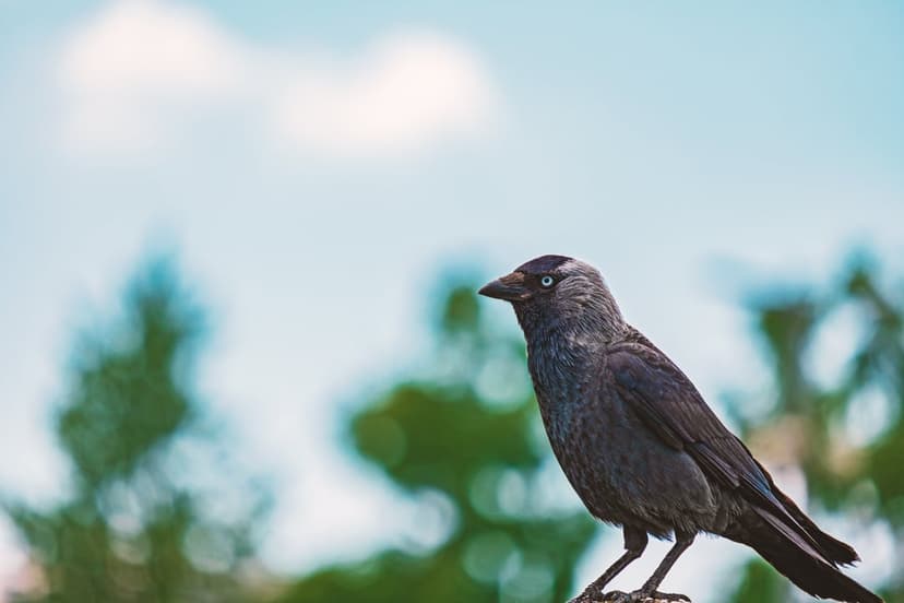 Western Jackdaw with blue eyes and dark feathers perches against a soft blue sky with clouds and green leaves.
